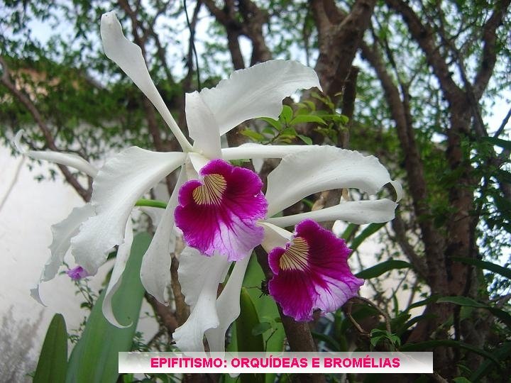 EPIFITISMO: ORQUÍDEAS E BROMÉLIAS 