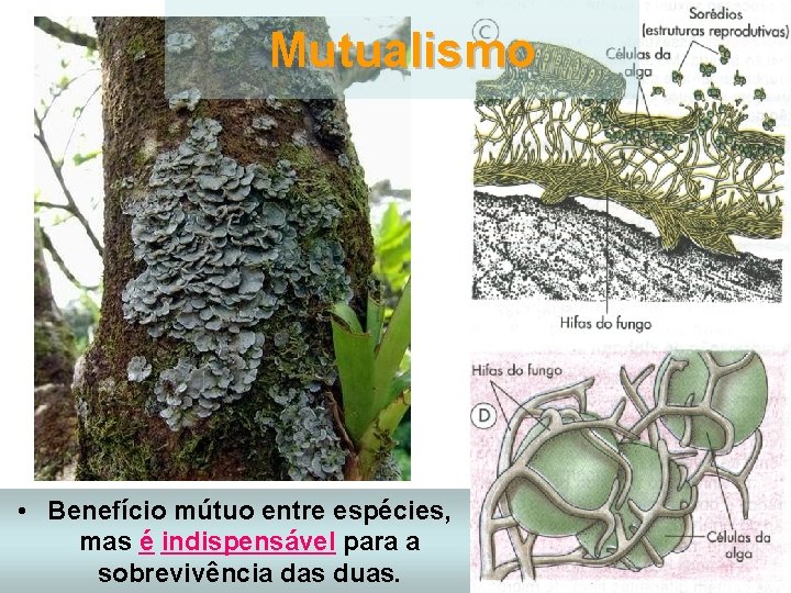 Mutualismo • Benefício mútuo entre espécies, mas é indispensável para a sobrevivência das duas.