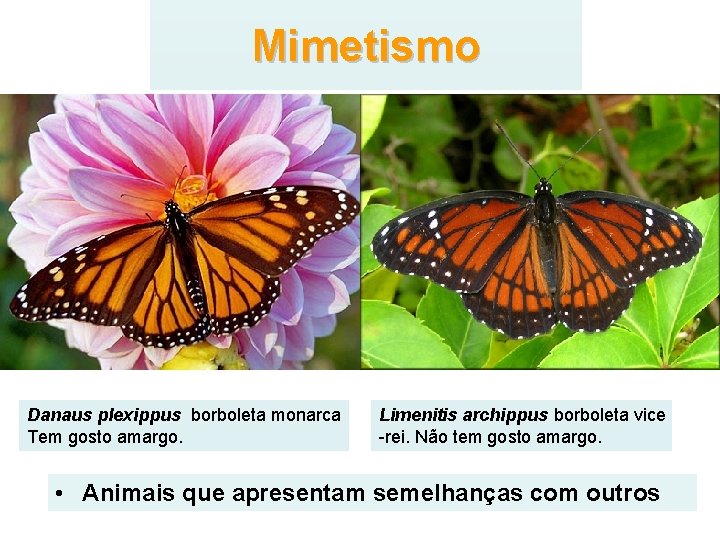 Mimetismo Danaus plexippus borboleta monarca Tem gosto amargo. Limenitis archippus borboleta vice -rei. Não