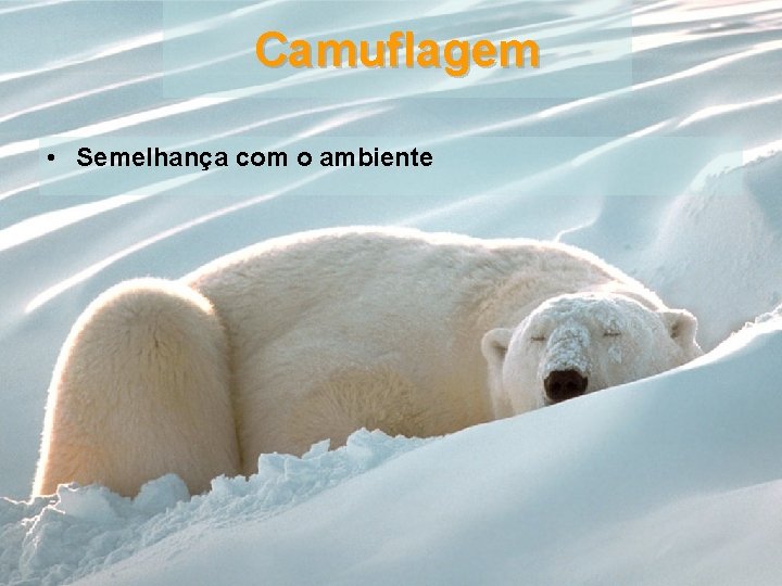 Camuflagem • Semelhança com o ambiente 