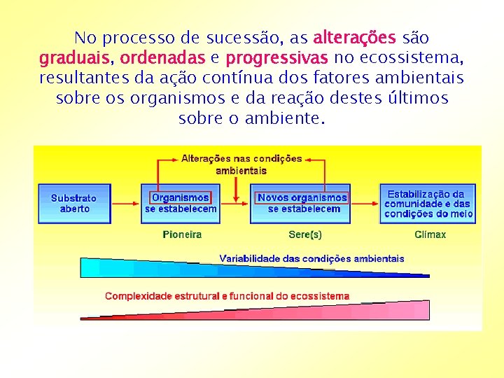 No processo de sucessão, as alterações são graduais, ordenadas e progressivas no ecossistema, resultantes