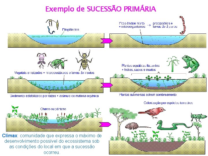 Exemplo de SUCESSÃO PRIMÁRIA Clímax: comunidade que expressa o máximo de desenvolvimento possível do