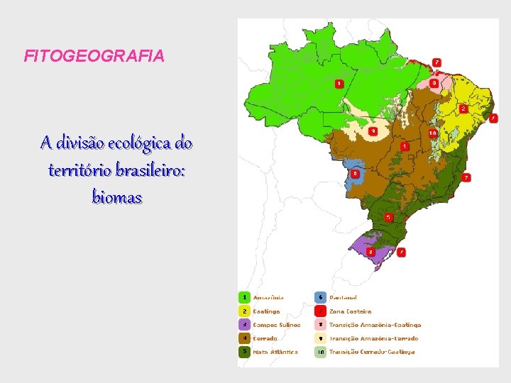 FITOGEOGRAFIA A divisão ecológica do território brasileiro: biomas 