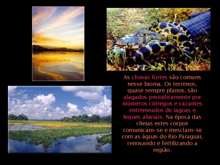  As chuvas fortes são comuns nesse bioma. Os terrenos, quase sempre planos, são