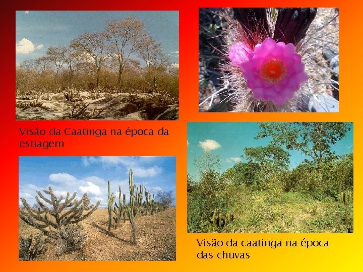 Visão da Caatinga na época da estiagem Visão da caatinga na época das chuvas