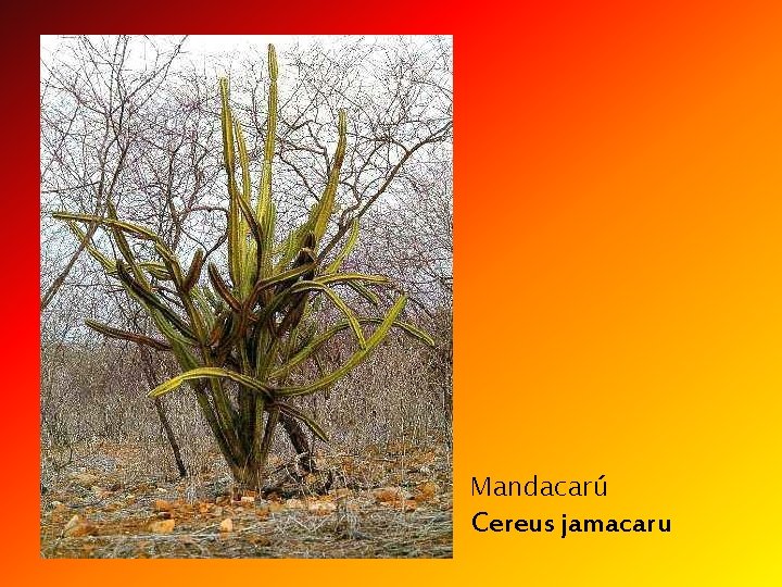 Mandacarú Cereus jamacaru 