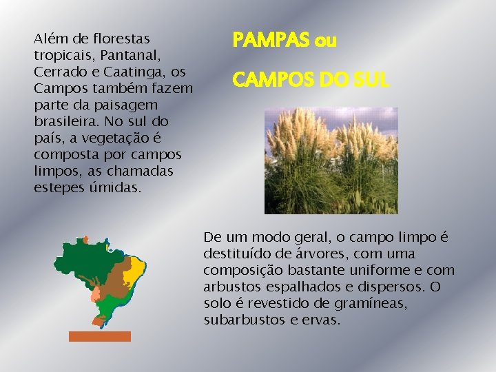 Além de florestas tropicais, Pantanal, Cerrado e Caatinga, os Campos também fazem parte da