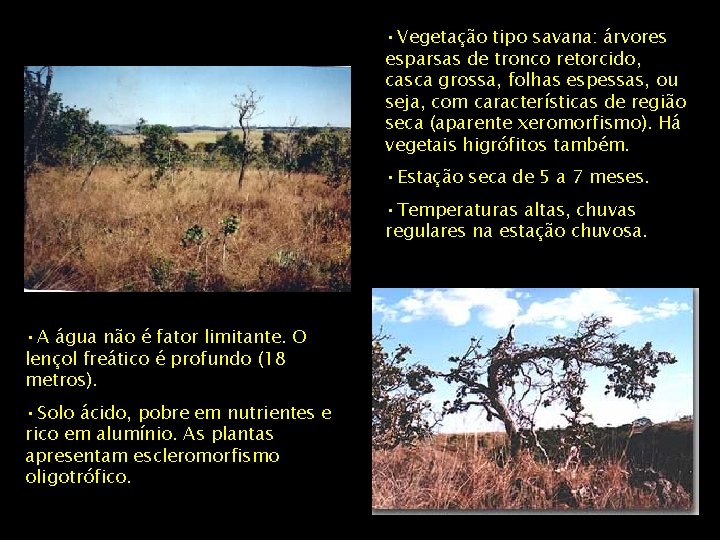  • Vegetação tipo savana: árvores esparsas de tronco retorcido, casca grossa, folhas espessas,