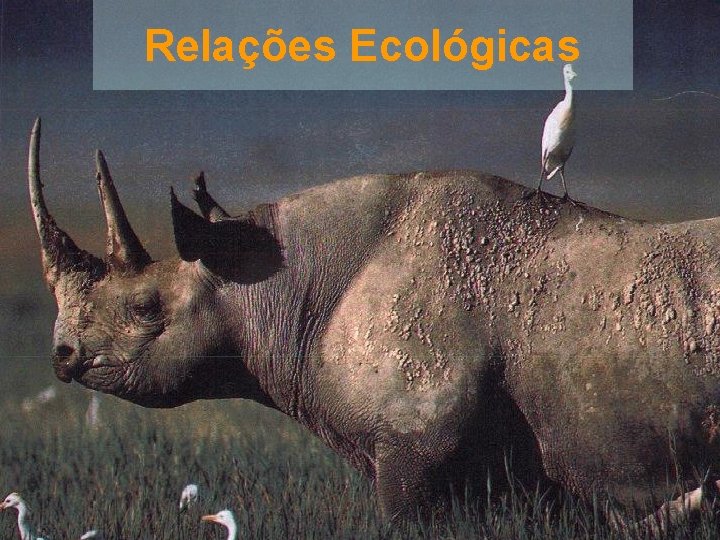 Relações Ecológicas 