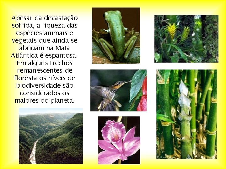 Apesar da devastação sofrida, a riqueza das espécies animais e vegetais que ainda se