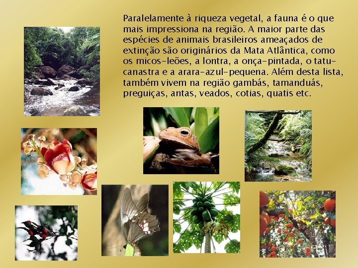 Paralelamente à riqueza vegetal, a fauna é o que mais impressiona na região. A