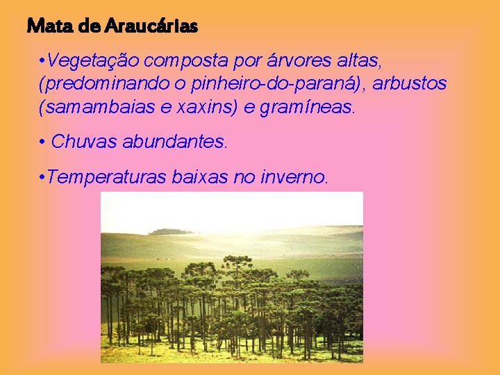 Mata de Araucárias • Vegetação composta por árvores altas, (predominando o pinheiro-do-paraná), arbustos (samambaias