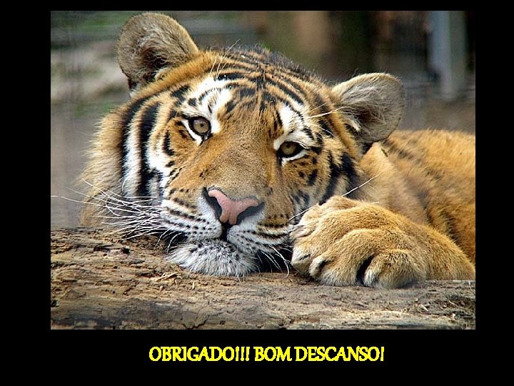 OBRIGADO!!! BOM DESCANSO! 