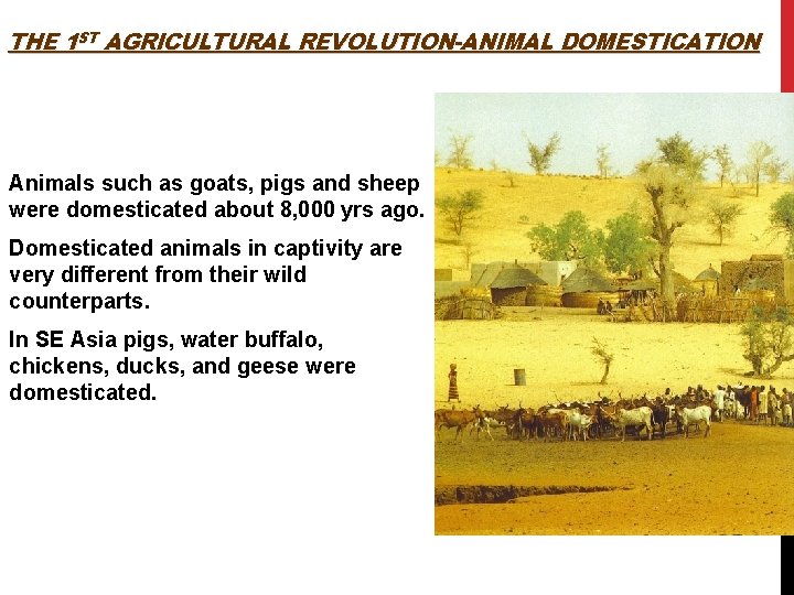 THE 1 ST AGRICULTURAL REVOLUTION-ANIMAL DOMESTICATION Animals such as goats, pigs and sheep were
