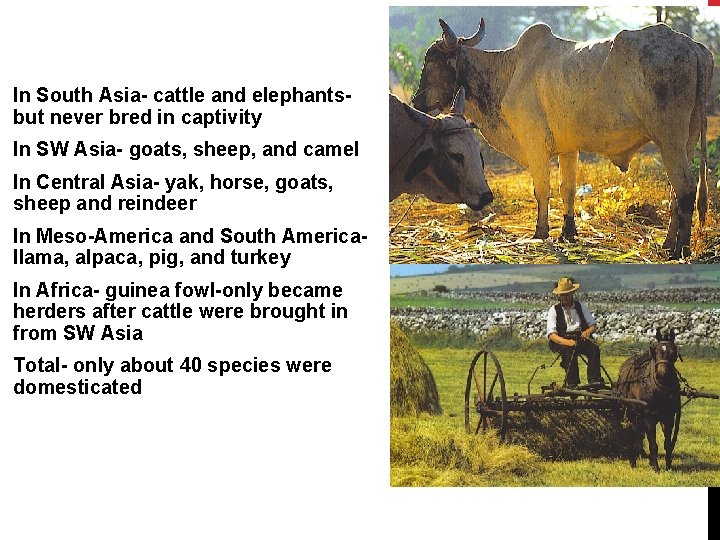 In South Asia- cattle and elephantsbut never bred in captivity In SW Asia- goats,