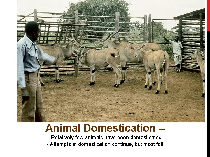 Animal Domestication – - Relatively few animals have been domesticated - Attempts at domestication