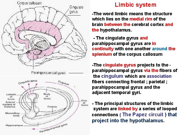 Limbic system -The word limbic means the structure which lies on the medial rim