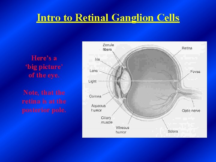 Intro to Retinal Ganglion Cells Here’s a ‘big picture’ of the eye. Note, that