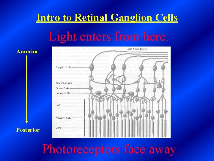 Intro to Retinal Ganglion Cells Light enters from here. Anterior Posterior Photoreceptors face away.