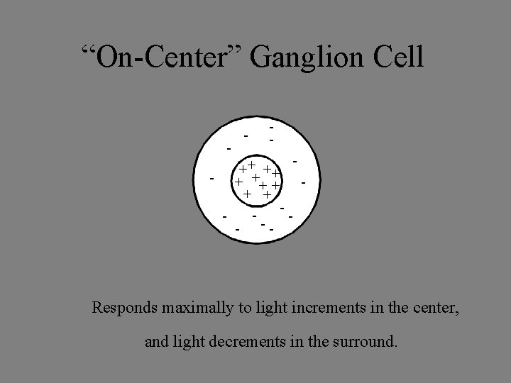 “On-Center” Ganglion Cell - - - ++ ++ - + + + - Responds