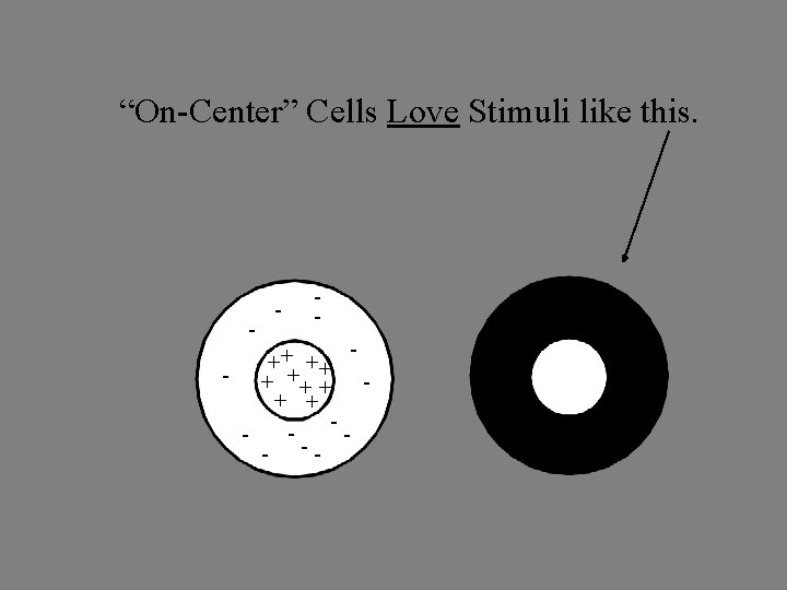 “On-Center” Cells Love Stimuli like this. - - - ++ ++ - + +