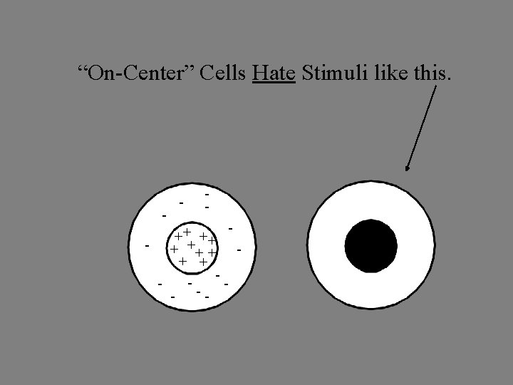 “On-Center” Cells Hate Stimuli like this. - - - ++ ++ - + +