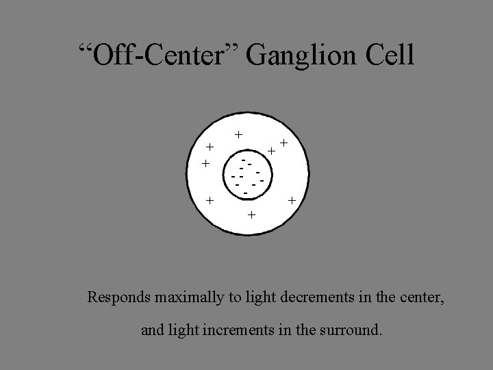 “Off-Center” Ganglion Cell + ---- - + + + + Responds maximally to light
