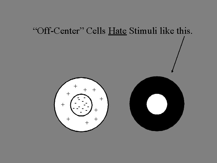 “Off-Center” Cells Hate Stimuli like this. + + -- + -+ - -- +