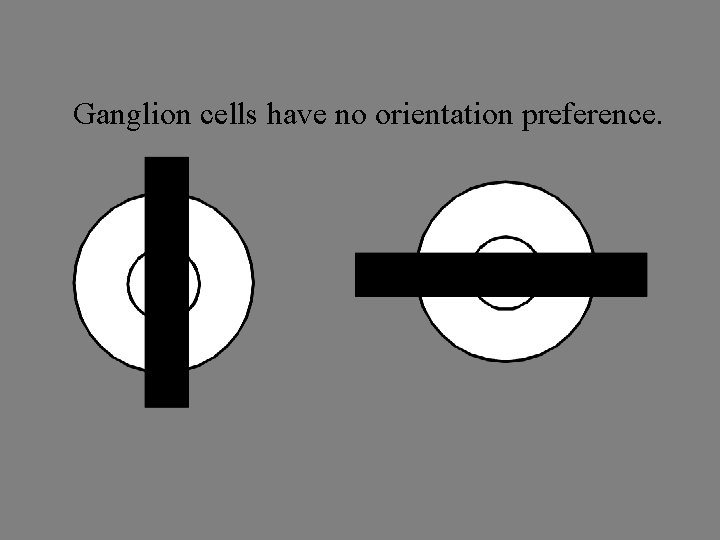 Ganglion cells have no orientation preference. 