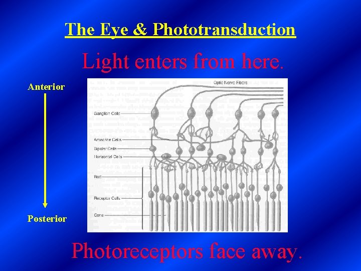 The Eye & Phototransduction Light enters from here. Anterior Posterior Photoreceptors face away. 
