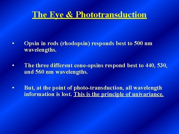The Eye & Phototransduction • Opsin in rods (rhodopsin) responds best to 500 nm