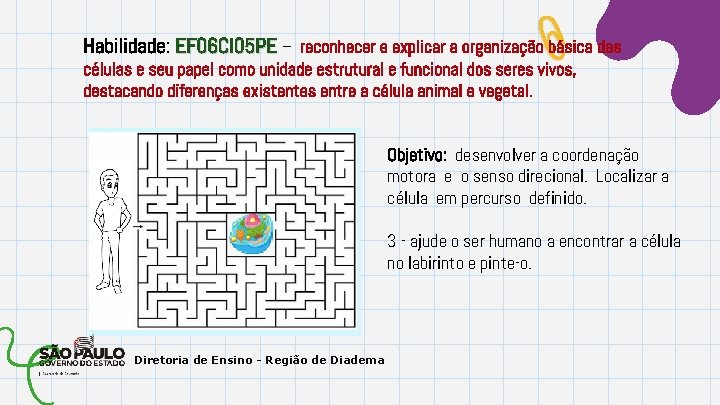 Habilidade: EF 06 CI 05 PE – reconhecer e explicar a organização básica das