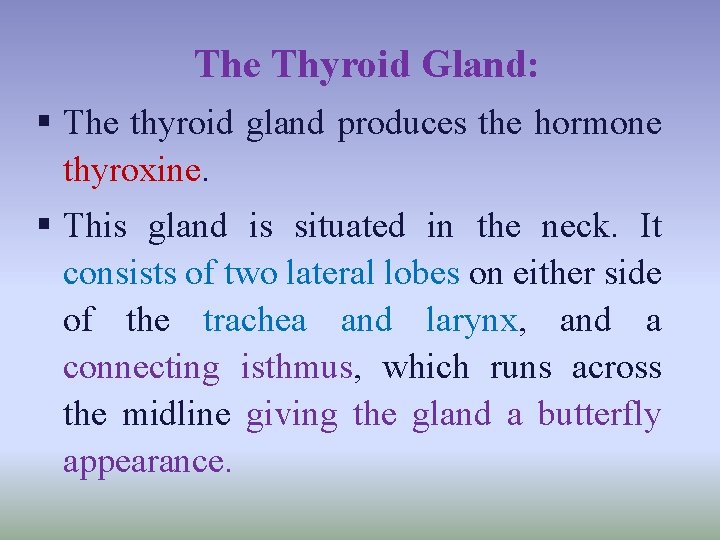 The Thyroid Gland: § The thyroid gland produces the hormone thyroxine. § This gland