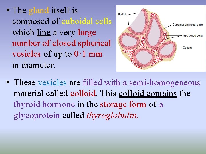 § The gland itself is composed of cuboidal cells which line a very large