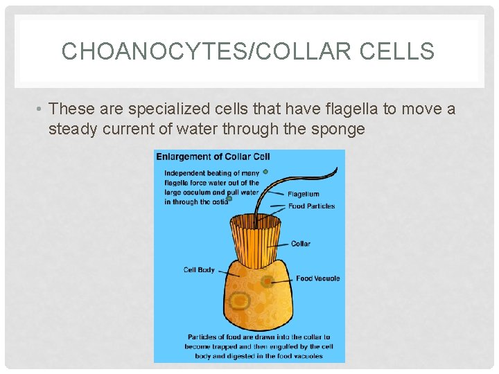 CHOANOCYTES/COLLAR CELLS • These are specialized cells that have flagella to move a steady