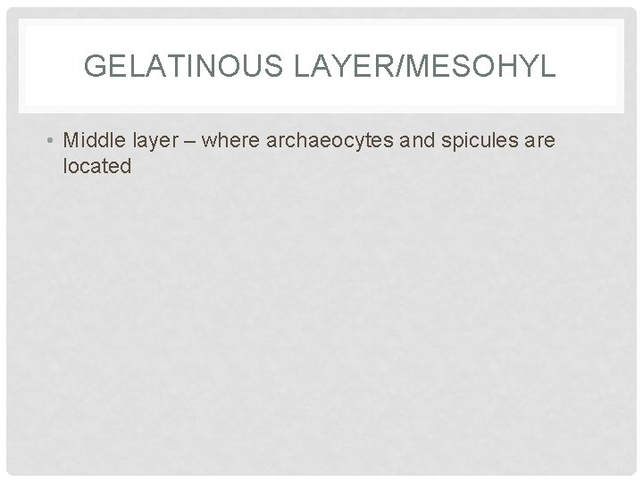 GELATINOUS LAYER/MESOHYL • Middle layer – where archaeocytes and spicules are located 