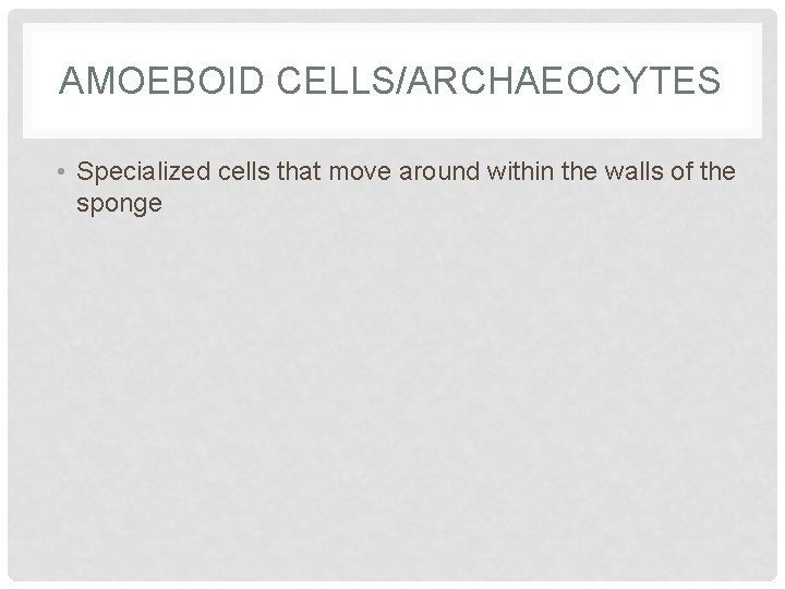 AMOEBOID CELLS/ARCHAEOCYTES • Specialized cells that move around within the walls of the sponge