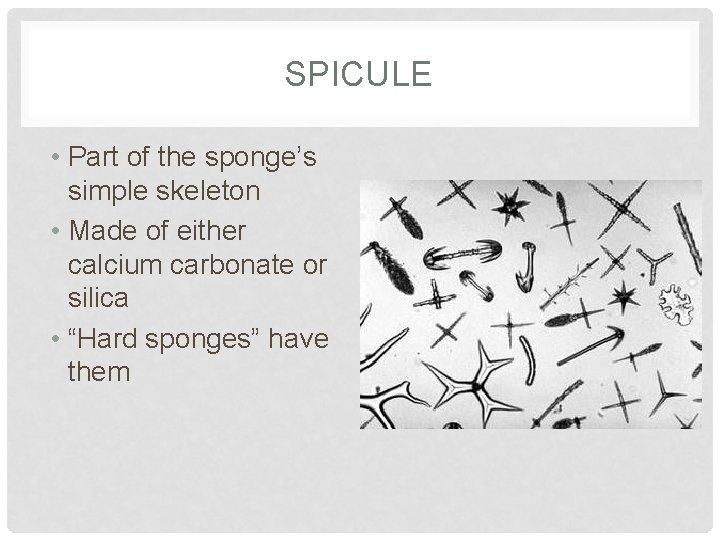 SPICULE • Part of the sponge’s simple skeleton • Made of either calcium carbonate
