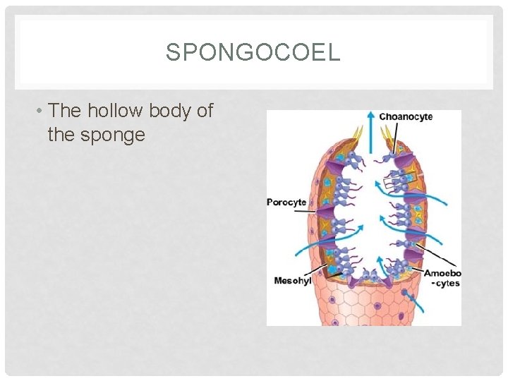 SPONGOCOEL • The hollow body of the sponge 