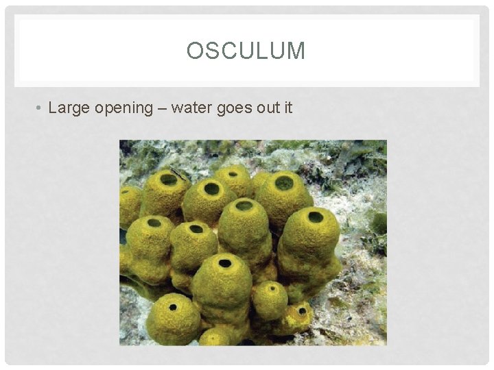 OSCULUM • Large opening – water goes out it 