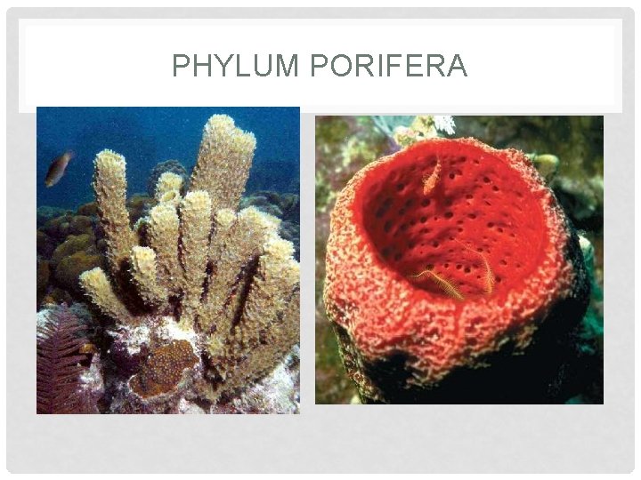 PHYLUM PORIFERA 