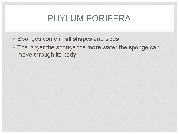 PHYLUM PORIFERA • Sponges come in all shapes and sizes • The larger the