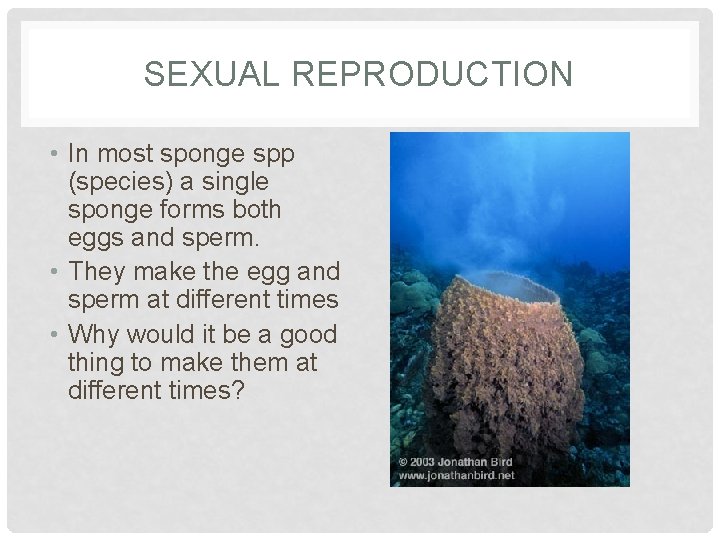 SEXUAL REPRODUCTION • In most sponge spp (species) a single sponge forms both eggs