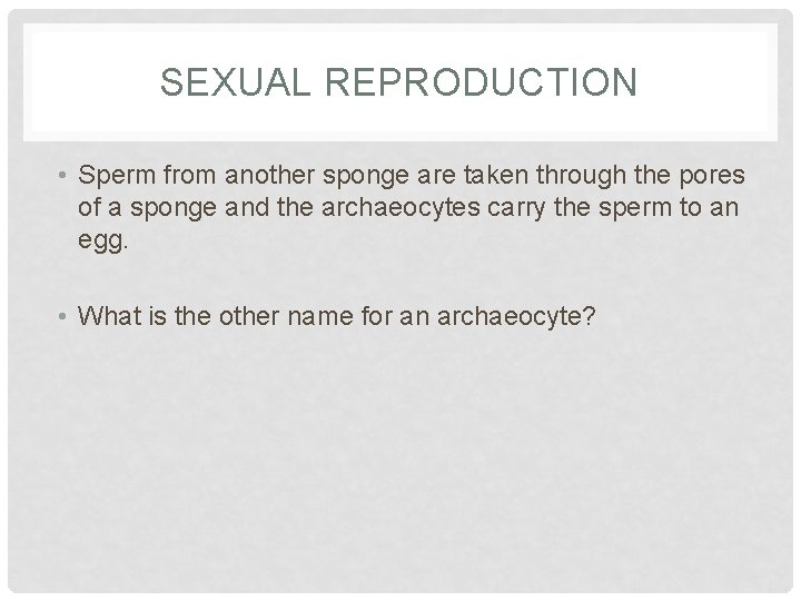 SEXUAL REPRODUCTION • Sperm from another sponge are taken through the pores of a