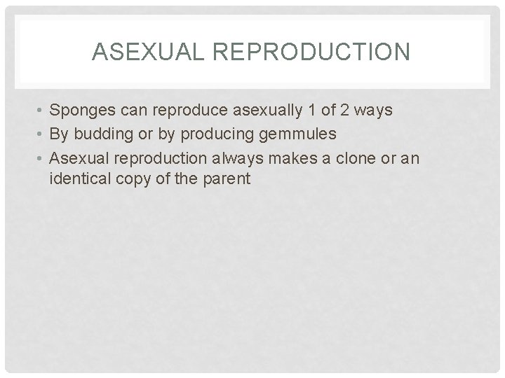 ASEXUAL REPRODUCTION • Sponges can reproduce asexually 1 of 2 ways • By budding