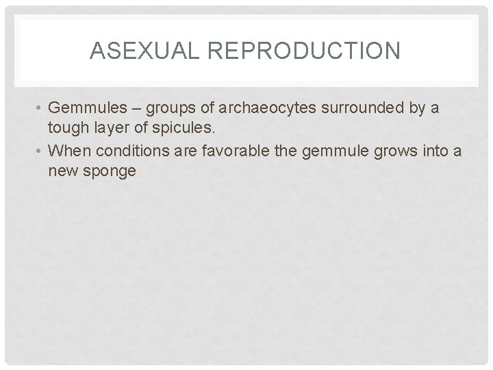 ASEXUAL REPRODUCTION • Gemmules – groups of archaeocytes surrounded by a tough layer of