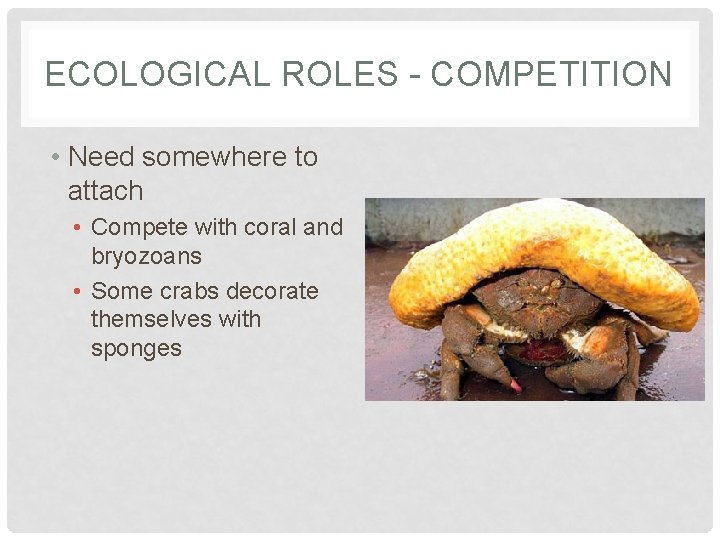 ECOLOGICAL ROLES - COMPETITION • Need somewhere to attach • Compete with coral and