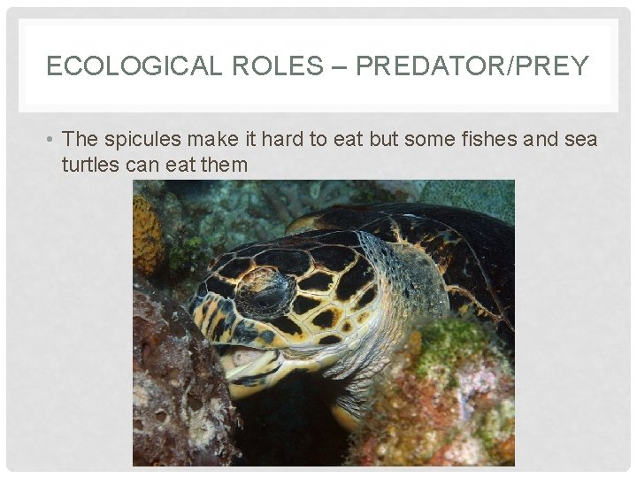 ECOLOGICAL ROLES – PREDATOR/PREY • The spicules make it hard to eat but some