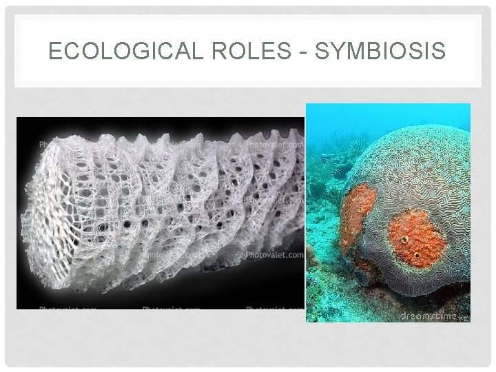 ECOLOGICAL ROLES - SYMBIOSIS 