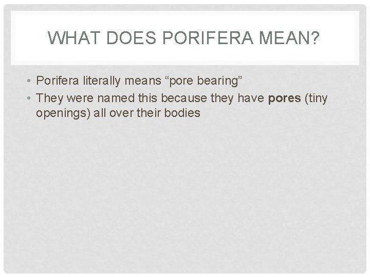 WHAT DOES PORIFERA MEAN? • Porifera literally means “pore bearing” • They were named